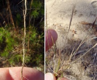 Aristida longespica