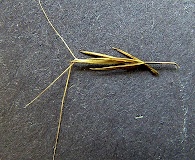 Aristida palustris