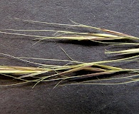 Aristida patula