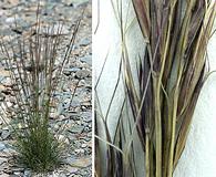 Aristida purpurea