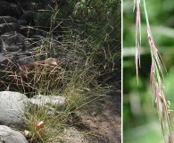 Aristida ternipes