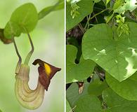 Aristolochia macrophylla