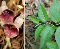 Aristolochia serpentaria