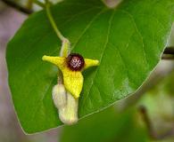 Aristolochia tomentosa