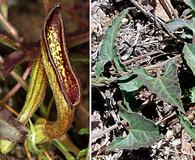 Aristolochia watsonii