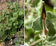 Aristolochia wrightii