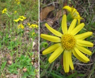 Arnica acaulis