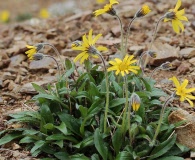 Arnica lessingii