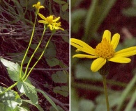 Arnica ovata