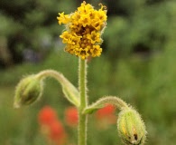 Arnica parryi