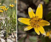 Arnica rydbergii