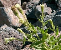 Arnica viscosa