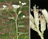 Arnoglossum reniforme