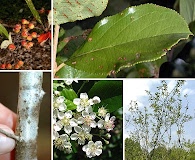 Aronia arbutifolia