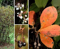 Aronia melanocarpa