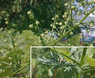 Artemisia annua