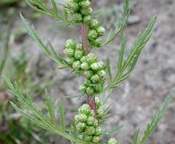 Artemisia biennis