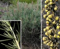 Artemisia californica