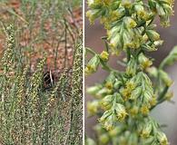 Artemisia carruthii