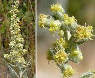 Artemisia douglasiana