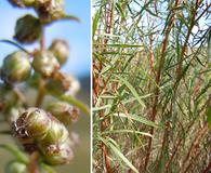 Artemisia dracunculus