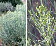 Artemisia filifolia