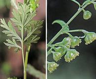 Artemisia franserioides