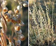 Artemisia frigida