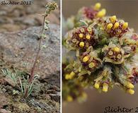 Artemisia furcata