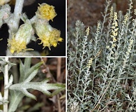 Artemisia ludoviciana