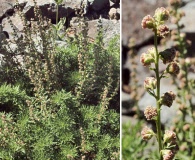 Artemisia michauxiana