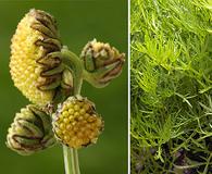 Artemisia norvegica