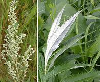 Artemisia serrata