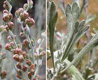 Artemisia spiciformis