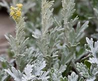 Artemisia stelleriana