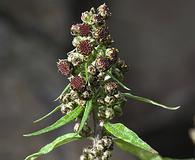 Artemisia tilesii