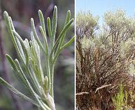 Artemisia tripartita