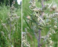 Artemisia vulgaris