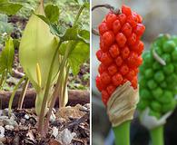 Arum italicum