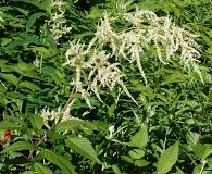 Aruncus dioicus