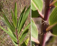 Arundinaria tecta