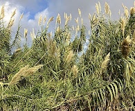 Arundo donax