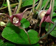 Asarum caudatum