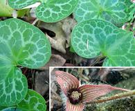 Asarum hartwegii