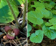 Asarum lemmonii