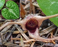 Asarum marmoratum