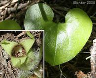 Asarum wagneri