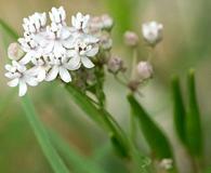 Asclepias angustifolia
