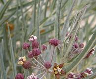 Asclepias brachystephana