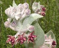 Asclepias californica